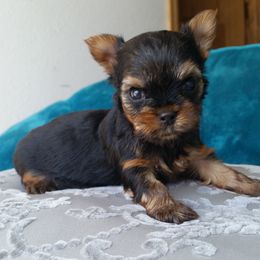 Yorkshire Terrier Puppies from Kay's Yorkshire Terriers