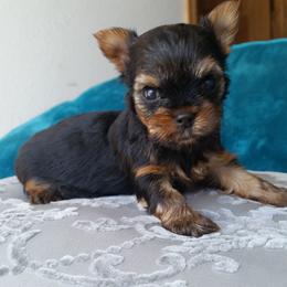 Yorkshire Terrier Puppies from Kay's Yorkshire Terriers