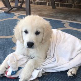 Golden Retriever Puppies from Chrysanthos Golden Retrievers