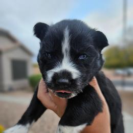 Zenitsu - Black and white male Siberian Husky puppy in Buckeye, Arizona from Anime Huskies