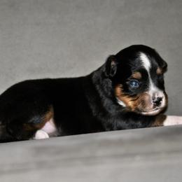 Liberty - Black tri female Toy Australian Shepherd puppy in Bixby, Oklahoma from Roeboat Aussies
