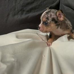 Merle - Merle male Chihuahua puppy in Royal Center, Indiana from Marvelous Chihuahuas