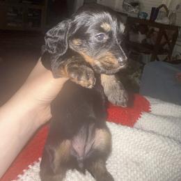 Dachshund Puppies from G&B Dachshunds