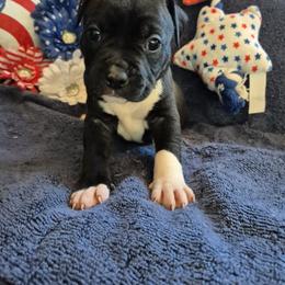 Moon - Black female American Staffordshire Terrier puppy in Toledo, Ohio from Marketabulls N Staffs
