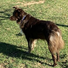 Darby - Australian Shepherd