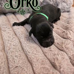Green - Black male Labrador Retriever puppy in Bartlett, Tennessee from Red Hearts Labradors