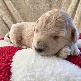 Pebbles - Apricot female Goldendoodle puppy in Casa Grande, Arizona from Curls and Camo Pups