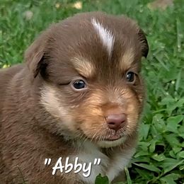 Abby - female Miniature American Shepherd puppy in Waxhaw, North Carolina from Cane Creek Aussies