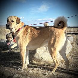 Anatolian Shepherd Dog All Grown Up from Fyne Acres