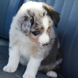 Australian Shepherd Puppies from Paint Valley Australian Shepherds