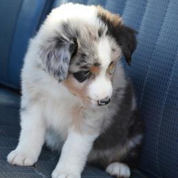 Australian Shepherd Puppies from Paint Valley Australian Shepherds