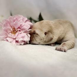 Labrador Retriever Puppies from Knotty Creek Labradors