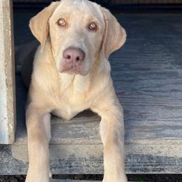 Winnie - Labrador Retriever