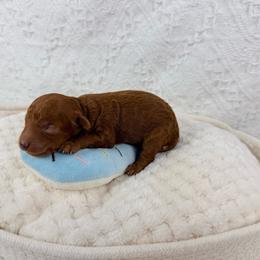 Mars - Red  male Poodle puppy in Florida from Adorable Toy-Miniature Poodles