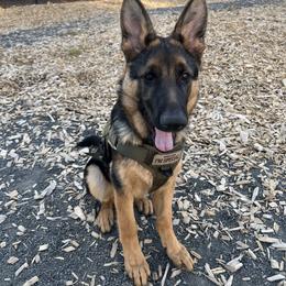 German Shepherd All Grown Up from Buxton Oregon Shepherds