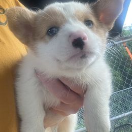 Boy 1 - Sable merle and white male American Corgi puppy in Sequatchie, Tennessee from Green Star Farm Corgis