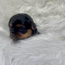 Aoki - Black and gold female Yorkshire Terrier puppy in Las Vegas, Nevada from Yorkiepupsntcups
