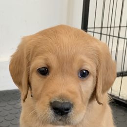 Bearded Retriever, Goldendoodle, and Labradoodle Puppies from Traverse City Doodles