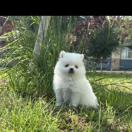 Pomeranian Puppies from Puppy Love Heaven