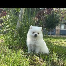 Pomeranian Puppies from Puppy Love Heaven