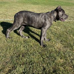 Cane Corso All Grown Up from Clear Creek