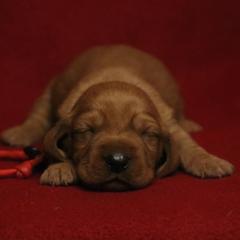 Basset Fauve de Bretagne and German Wirehaired Pointer Puppies from Afterhours German Wirehaired Pointers and Basset Fauve de Bretagne