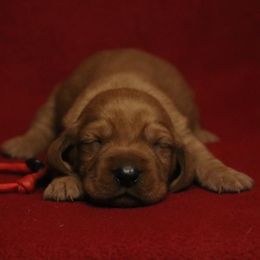 Basset Fauve de Bretagne and German Wirehaired Pointer Puppies from Afterhours German Wirehaired Pointers and Basset Fauve de Bretagne