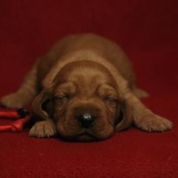 Basset Fauve de Bretagne and German Wirehaired Pointer Puppies from Afterhours German Wirehaired Pointers and Basset Fauve de Bretagne