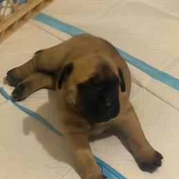 Green Collar - Fawn male Mastiff puppy in Lincolnton, North Carolina from Little Mountain Mastiffs