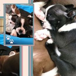 Boston Terriers from Roland Family