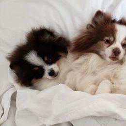 Pomeranians from Tiny Tots Pomeranians