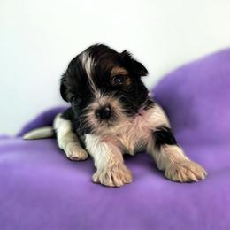 AKC-Sophie - Tricolor female Shih Tzu puppy in Mooresville, North Carolina from Juji Shih Tzu