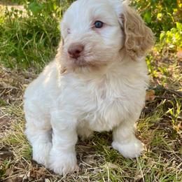 Muffin - Cream female Aussiedoodle puppy in Oklahoma City, Oklahoma from Heritage Doodle Company