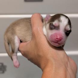 Bosco - Male - Chocolate male Pomsky puppy in Hurleyville, New York from My Crazy Pomskys