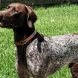 German Shorthaired Pointers from Moore than a Hunting Dog