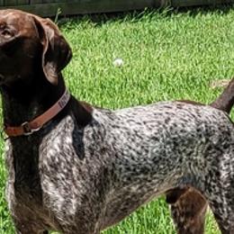German Shorthaired Pointers from Moore than a Hunting Dog