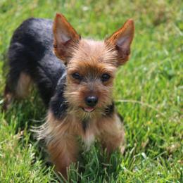 Rosie - Black and tan female Yorkshire Terrier puppy in Hughesville, Missouri from Puppykiss4u