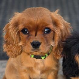 Sunny - Ruby male Cavalier King Charles Spaniel puppy in Winnemucca, Nevada from Ruby Mountain Cavaliers