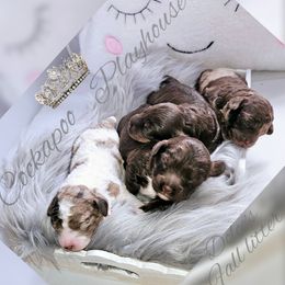 Cockapoo Puppies from Royal Cockapoo Playhouse