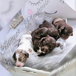 Cockapoo Puppies from Royal Cockapoo Playhouse