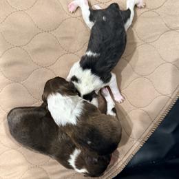 Toy Shetland Sheepdog puppies from Better Than Best Farm