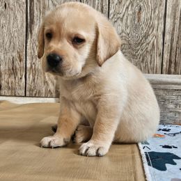 Labrador Retriever Puppies from Majestic Forrest Labradors
