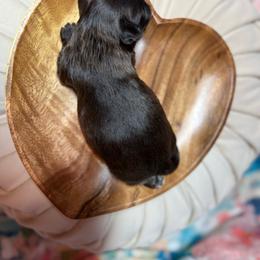 Black boy 1 - Black male Shih Tzu puppy in Sherman, Texas from Shannon’s Sugar Sweet Shih Tzu’s