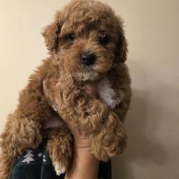Bernedoodle, Goldendoodle, and Poodle Puppies from 4goldendoodles