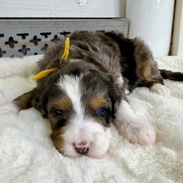 Klaus - Merle female Bernedoodle puppy in Hegins, Pennsylvania from Bubbling Springs Doodles, LLC