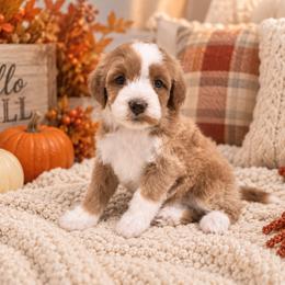Sierra - Red  female Goldendoodle puppy in Floyd, Virginia from Hearts and Paws Poodles and Doodles
