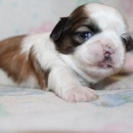 Girl 1 - Red and white female Shih Tzu puppy in Craig, Colorado from Rocky Mountain Shih Tzus and Dry Creek Miniature Dachshunds