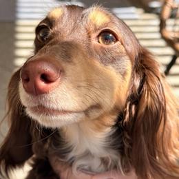 Reese - Dachshund