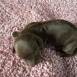 Hershey akc - Chocolate and tan female Dachshund puppy in Mayport, Pennsylvania from PA's Darling Doxies