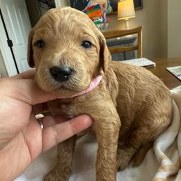 Mandarin - Red  female Goldendoodle puppy in Chattanooga, Tennessee from Scenic City Doodles